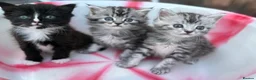Siberian cats for sale: Adorable Kittens Looking for Their Forever Homes! - Advert 15
