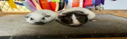 Guinea Pig rodents for sale: Pair of bonded boys - Advert 4