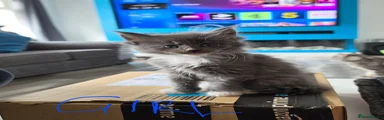 Maine Coon Kitten 5