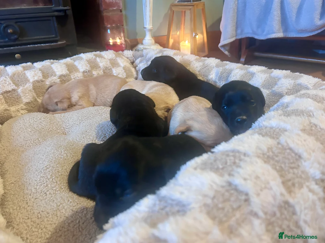 Labrador Retriever dogs for sale: Labrador Puppies - Advert 10