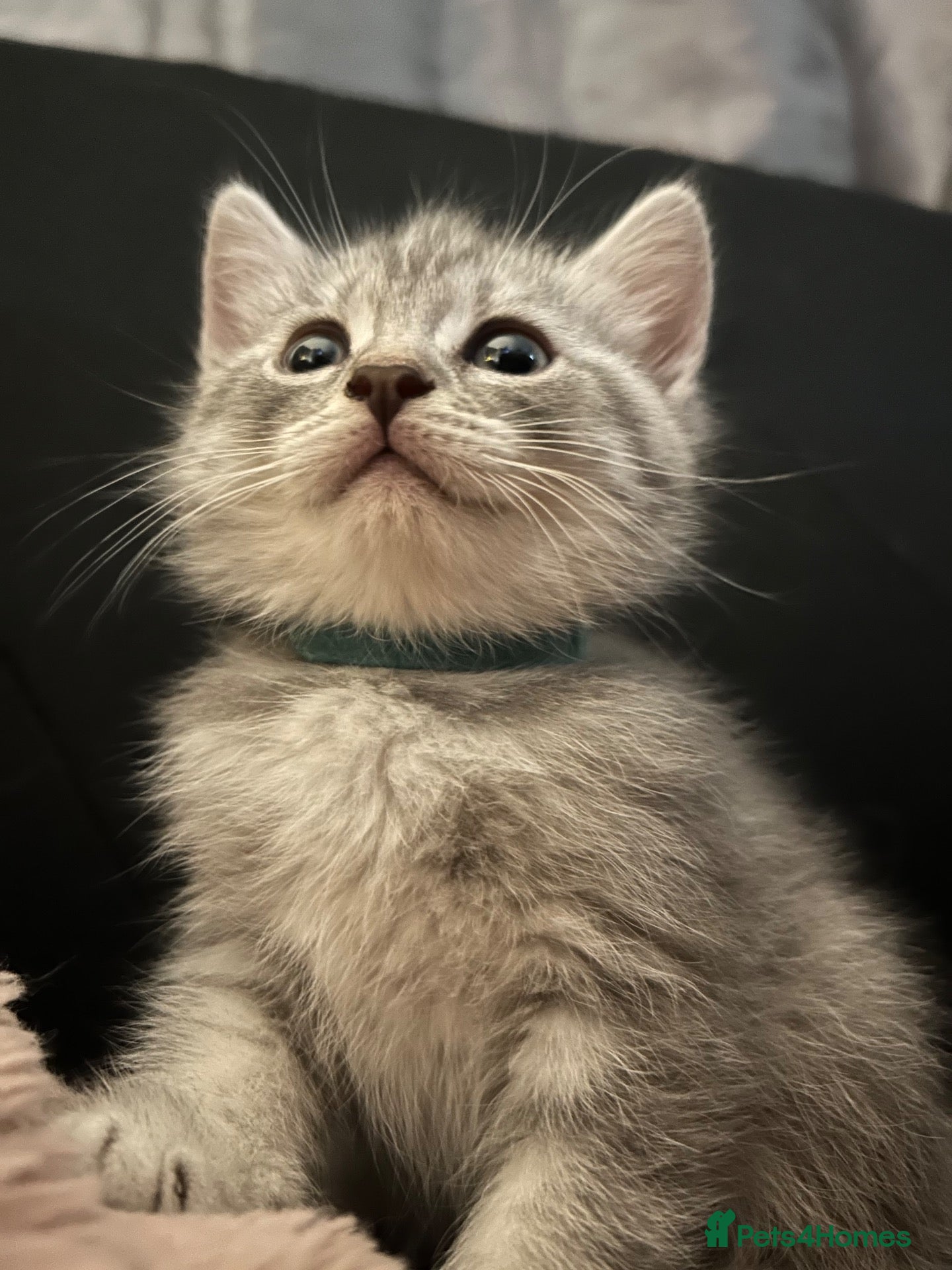 Scottish Fold cats 🐾 10! Beautiful Scottish folds and straights🐾 - Advert 2
