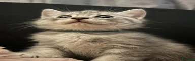 Scottish Fold 1