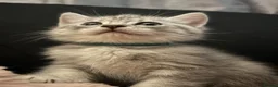 Scottish Fold cats for sale: 🐾 10! Beautiful Scottish folds and straights🐾 - Advert 2