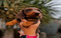 Miniature Dachshund dogs for sale: READY NOW Stunning miniature dachshund pups in Mirfield - Image 18