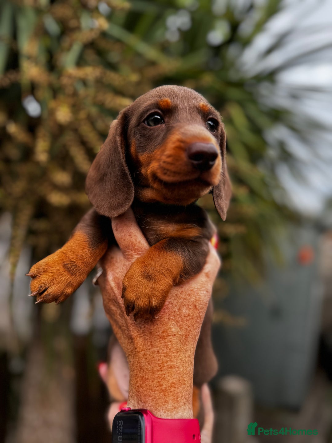 Miniature Dachshund dogs for sale: READY NOW Stunning miniature dachshund pups in Mirfield - Image 18