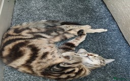 Bengal cats for sale: ✨️Stunning Bengal Looking for a forever home✨️🏠😻 - Image 2