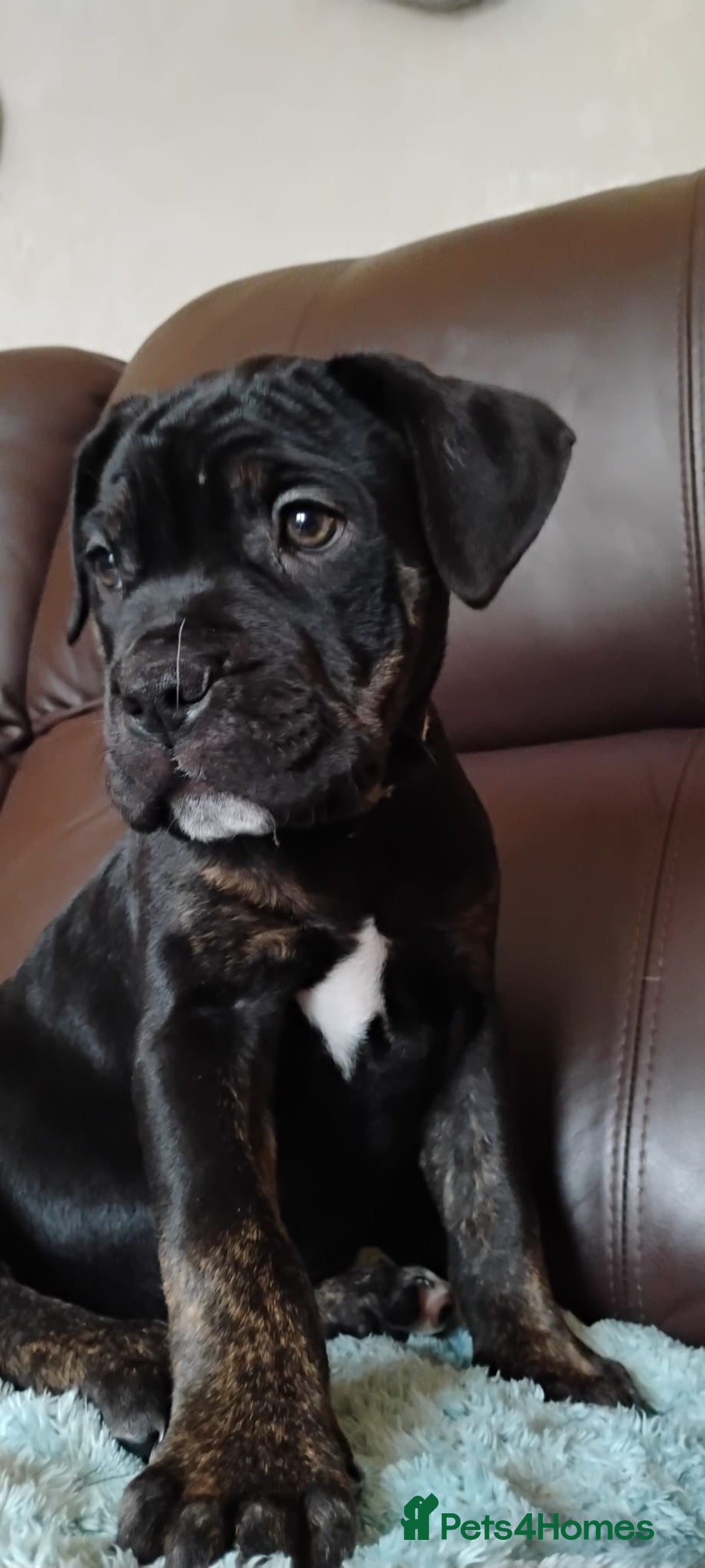 Mixed Breed dogs for sale: Cane Corso cross American bulldog puppy - Advert 8