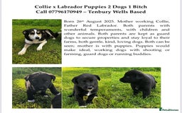Borador dogs for sale: Collie X Labrador Puppies  - Image 13