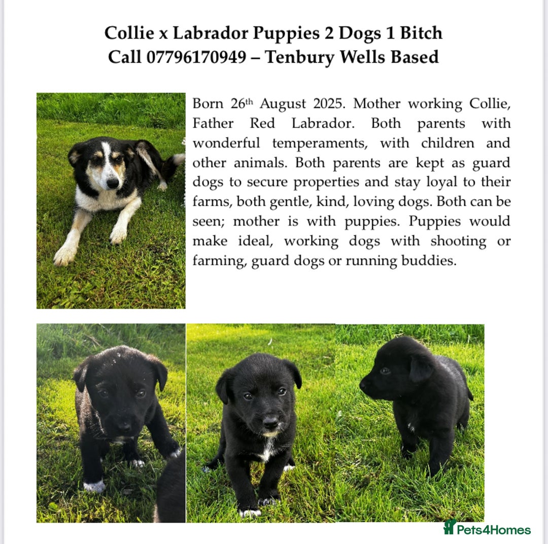 Borador dogs for sale: Collie X Labrador Puppies  - Image 13