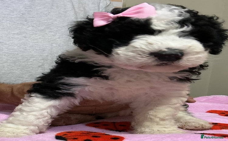 Sheepadoodle dogs - Advert 2