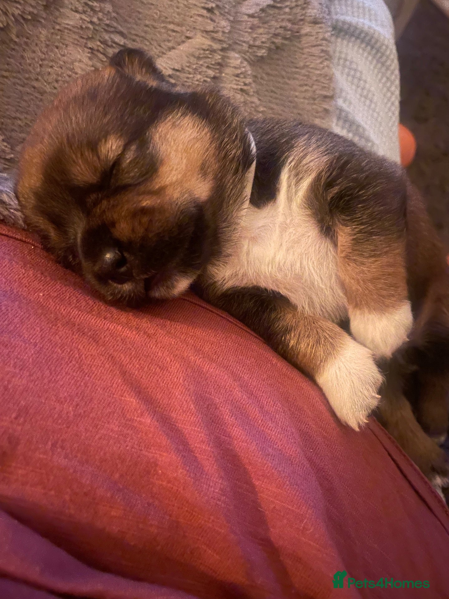 Mixed Breed dogs Rottweiler hybrid pup - Advert 1
