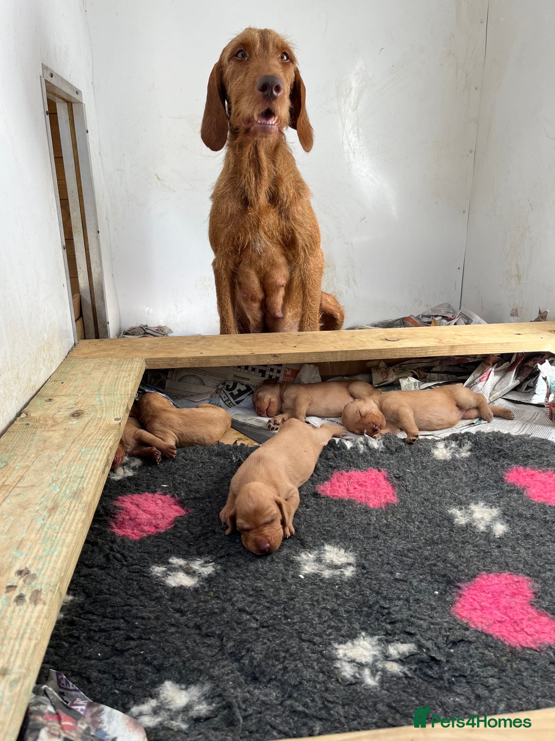 Hungarian Vizsla dogs for sale: Hungarian Wire Haired Vizslas - Image 6