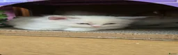 Ragdoll cats for sale: Beautiful blue point and bicolour ragdoll kittens - Advert 7