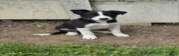 Border Collie dogs for sale: Beautiful Blue Merle Border Collie pups - Advert 5