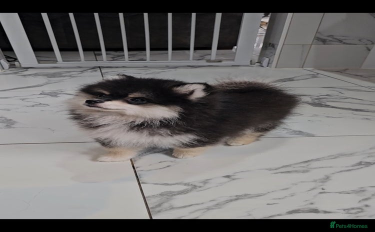 Pomsky dogs - Advert 9