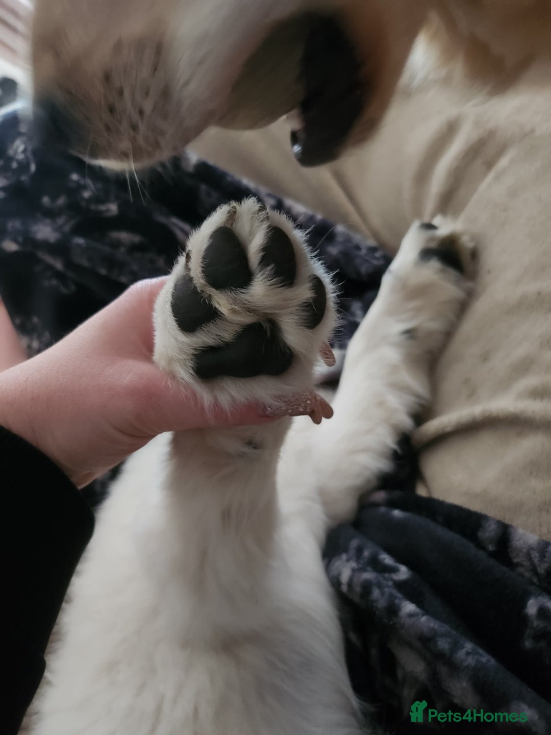 Golden Retriever dogs for stud: Dog available for stud - Advert 9