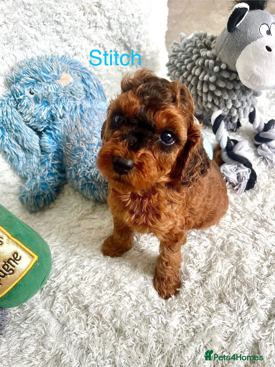 Cockapoo dogs for sale: F2B Red Cockapoos **BOTH PARENTS DNA CLEAR** - Image 19