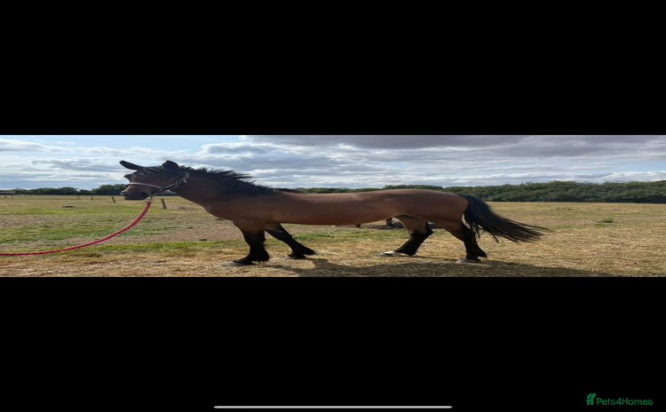 Irish Sports horses - Advert 1