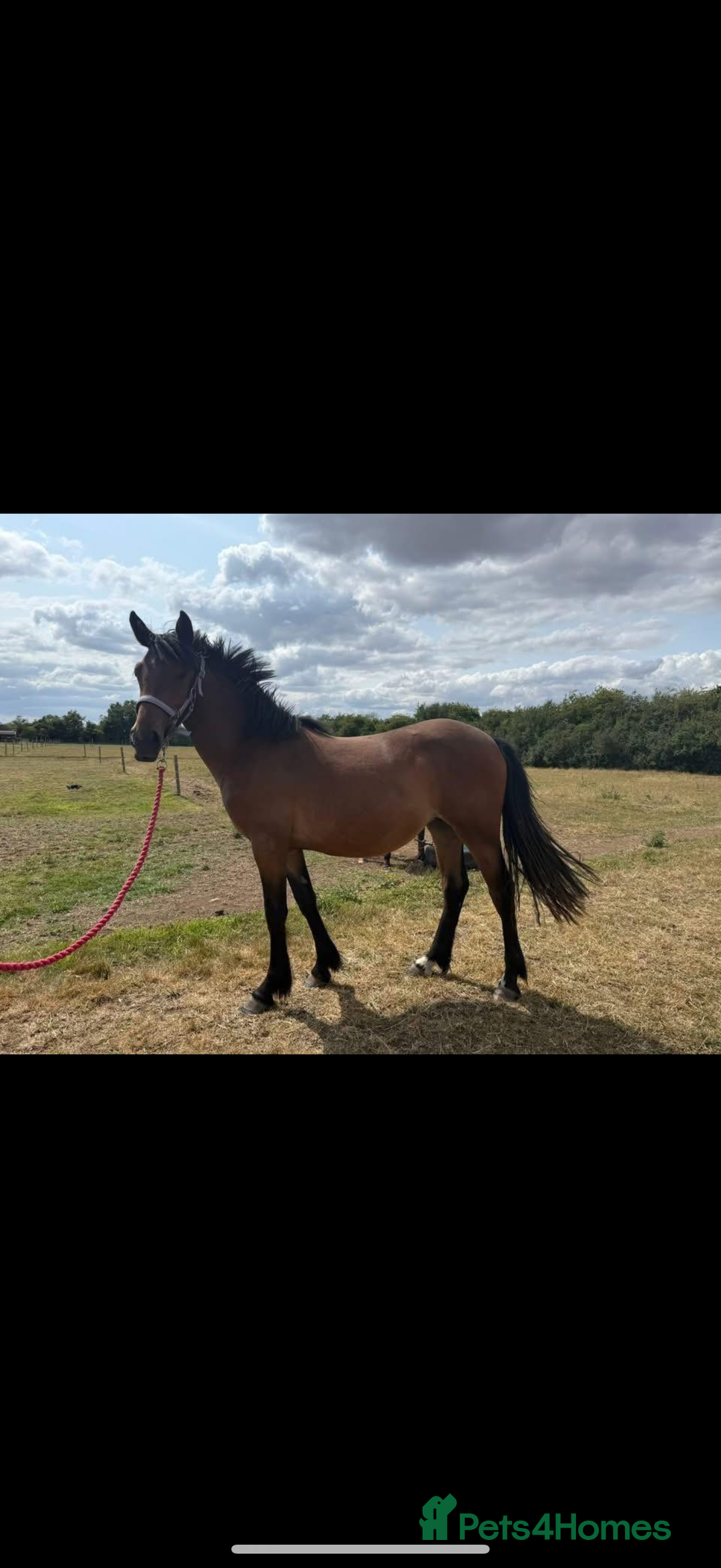 Irish Sports horses for sale: Molly  - Image 1
