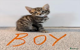 Mixed Breed cats for sale: Bengal/Maine Coon X Kittens - Image 4