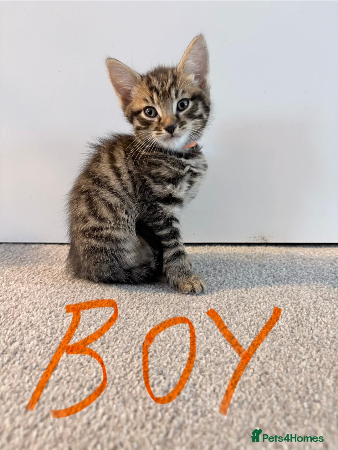 Mixed Breed cats for sale: Bengal/Maine Coon X Kittens - Image 4