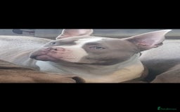 American Bull Staffy dogs for sale: Lilac and white female - Image 1