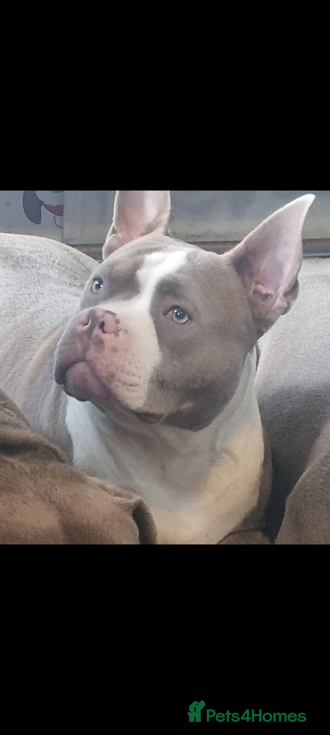 American Bull Staffy dogs for sale: Lilac and white female - Image 1