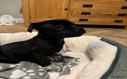 Staffordshire Bull Terrier dogs for sale: Staffordshire Bull Terrier Black Female  - Image 3