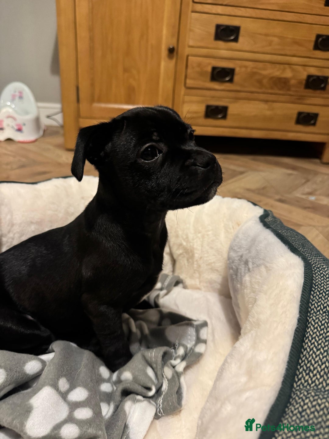 Staffordshire Bull Terrier dogs for sale: Staffordshire Bull Terrier Black Female  - Image 3