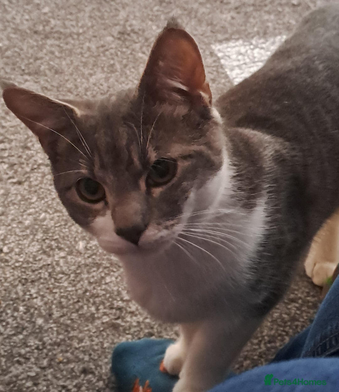 Mixed Breed cats for sale: 7 month old male kitten - Image 5