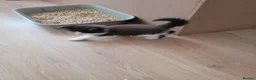 Ragcoon cats for sale: Ragcoon litter Ready in 1 week - Advert 11