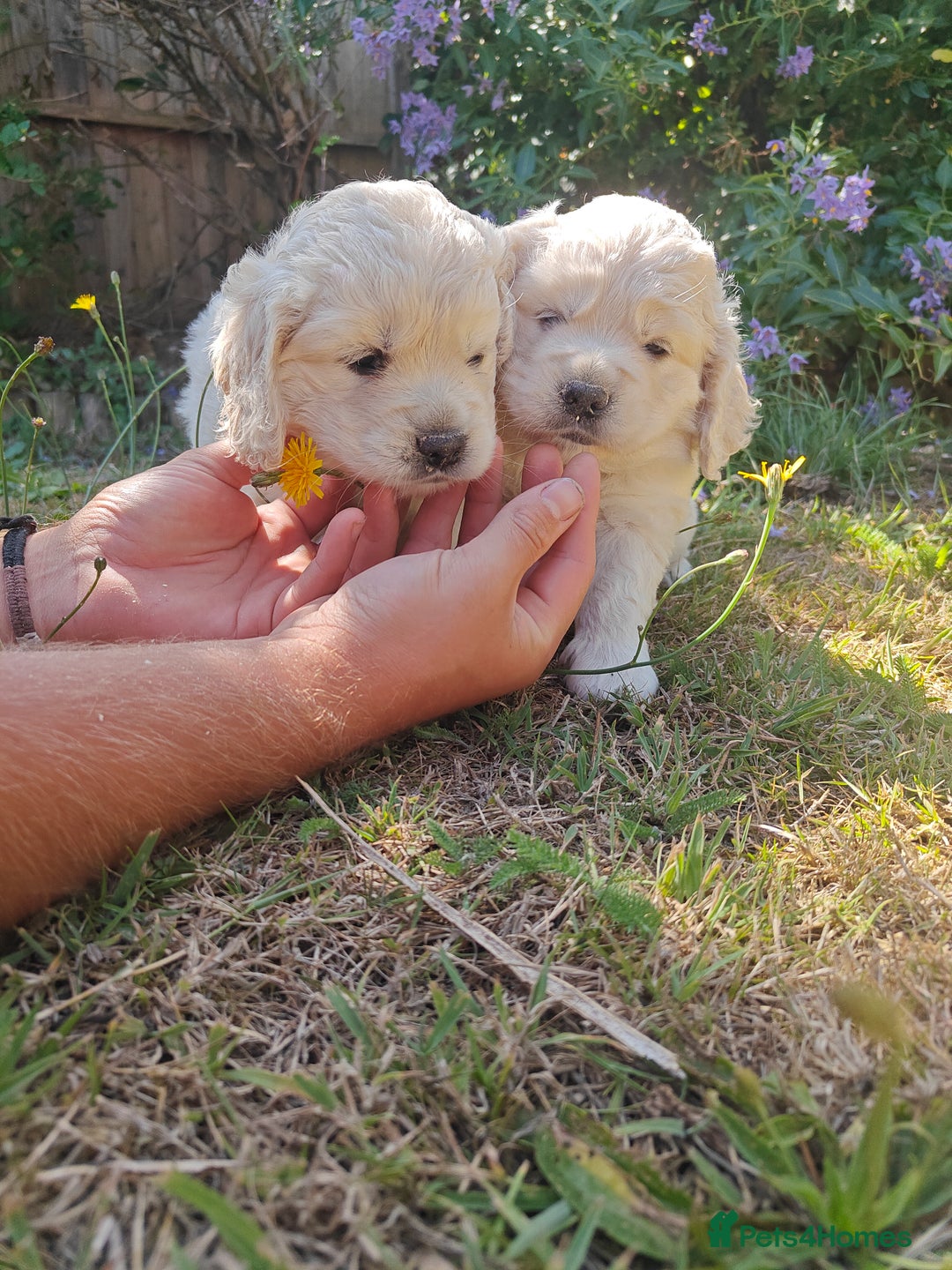 Mixed Breed dogs for sale: 🐾 Dakota Sports Retrievers 🐾 (Mini Retrievers)  - Image 5