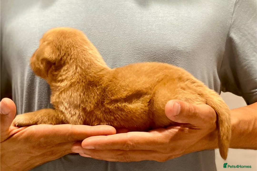 Golden Retriever dogs for sale: Beautiful Golden Retriever Puppies – Family Raised - Image 4