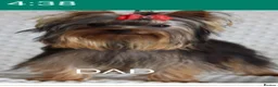 Yorkshire Terrier dogs for sale: Bella - Advert 8