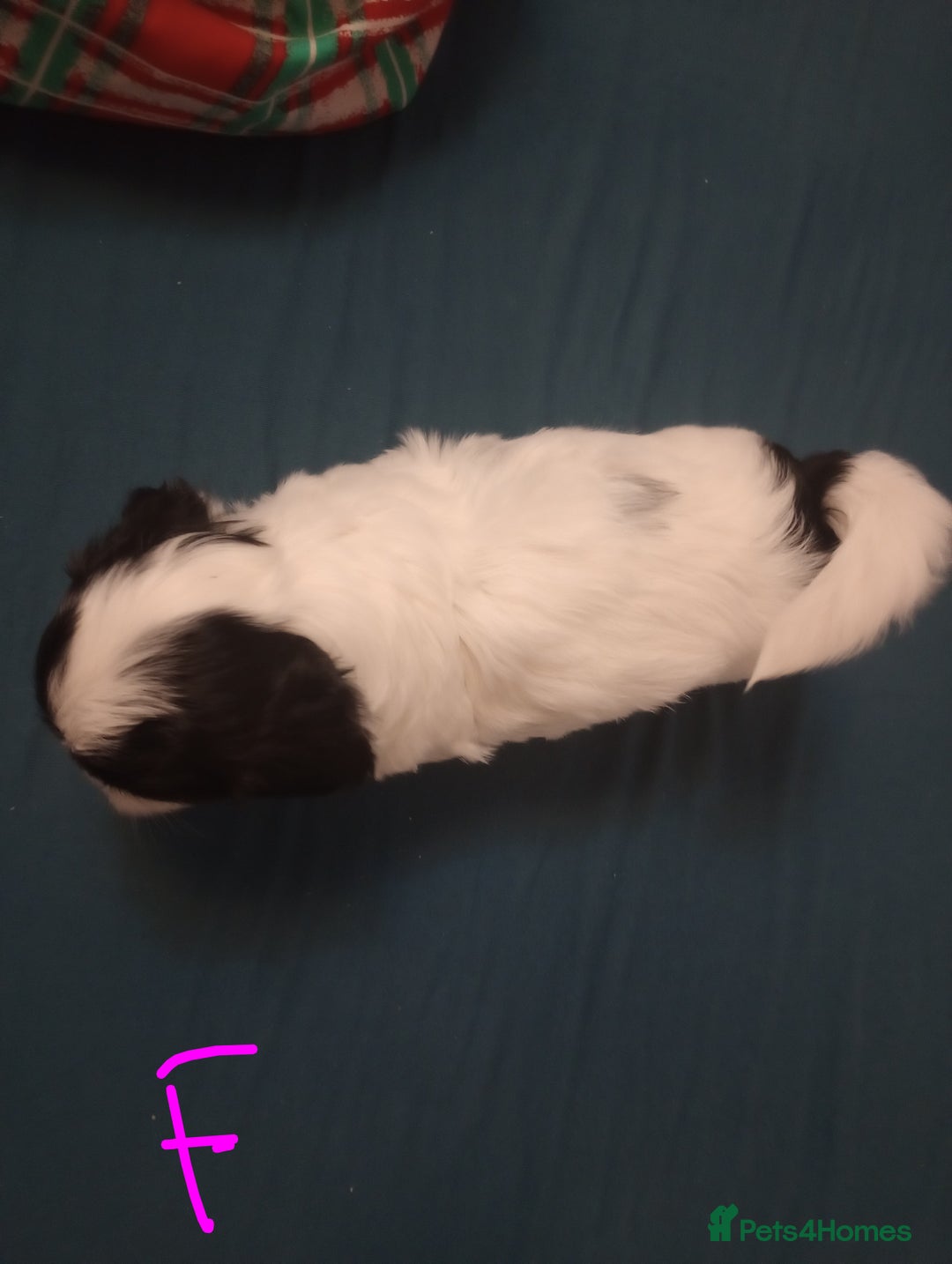 Shih Tzu dogs for sale: Adorable shih-tzu puppies - Advert 26