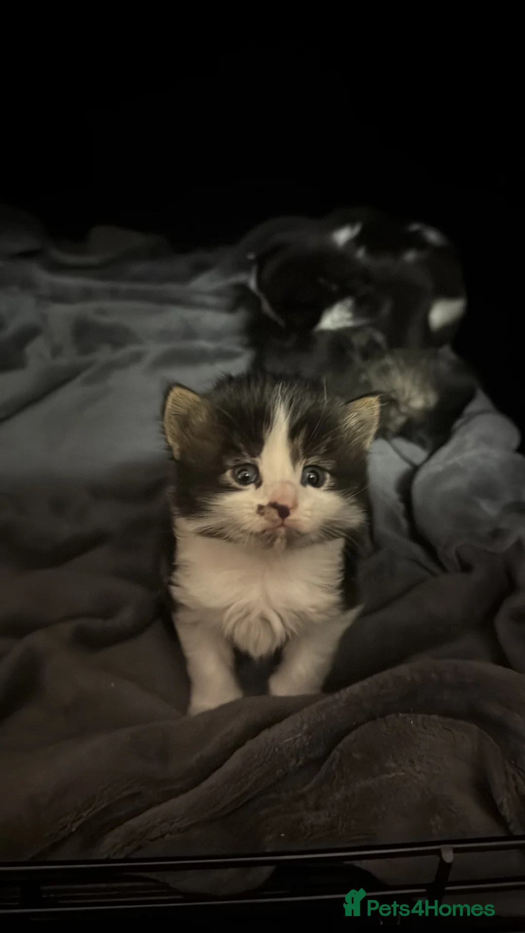 Maine Coon cats for sale: Maine Coon X Kittens - Advert 13