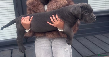 Mixed Breed dogs - Advert 3