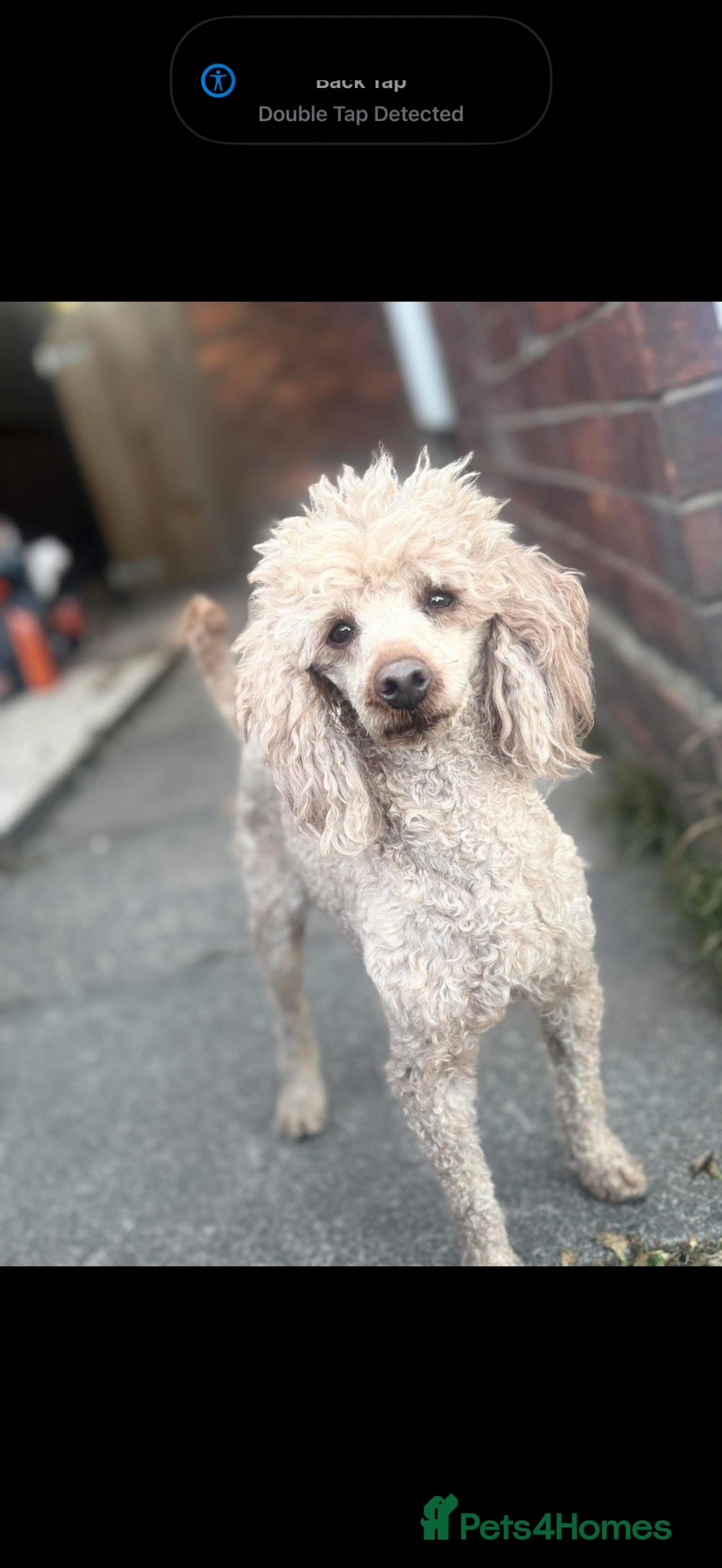 Miniature Poodle dogs miniature poodle boy  - Advert 4