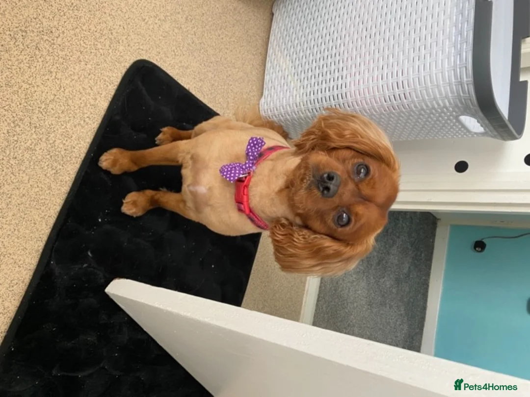 Cavapoo dogs for stud: Proven, experienced Ruby red cavapoo for studding in Liverpool - Advert 6