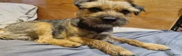 Border Terrier dogs for stud: Male border terrier  in Ruthin - Advert 25