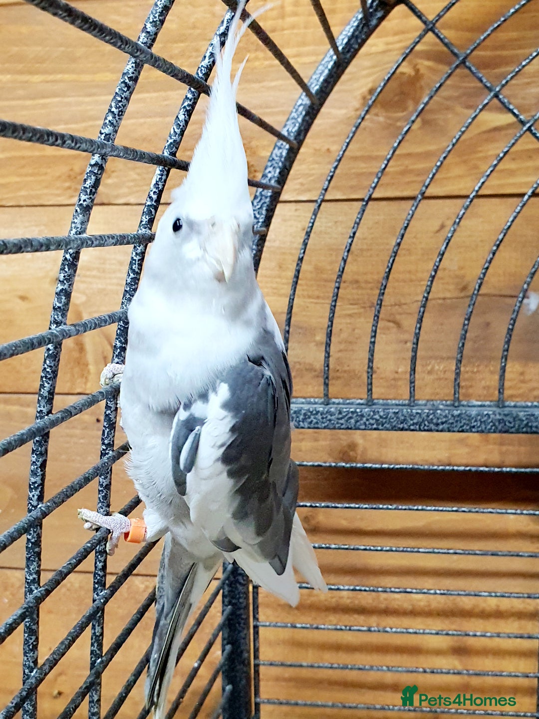 Parrots birds for sale: Beautiful Cockatiels pair in Bradford - Image 4