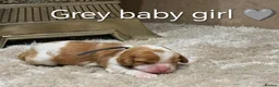 Cavalier King Charles Spaniel dogs for sale: DNA TESTED CAVALIER KING CHARLES  - Advert 19