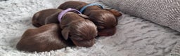 Miniature Dachshund dogs for sale: True miniature Daschund puppies - Advert 5