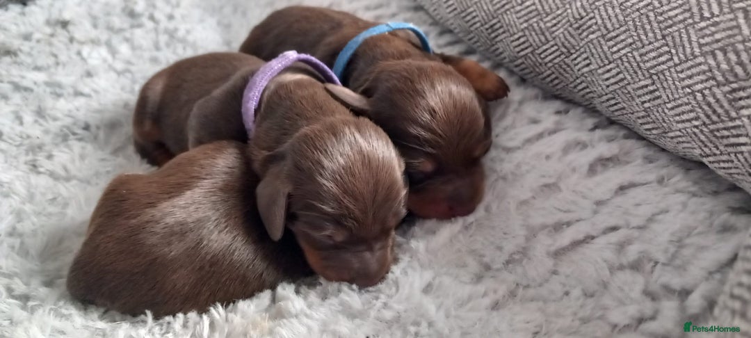 Miniature Dachshund dogs for sale: True miniature Daschund puppies - Advert 5