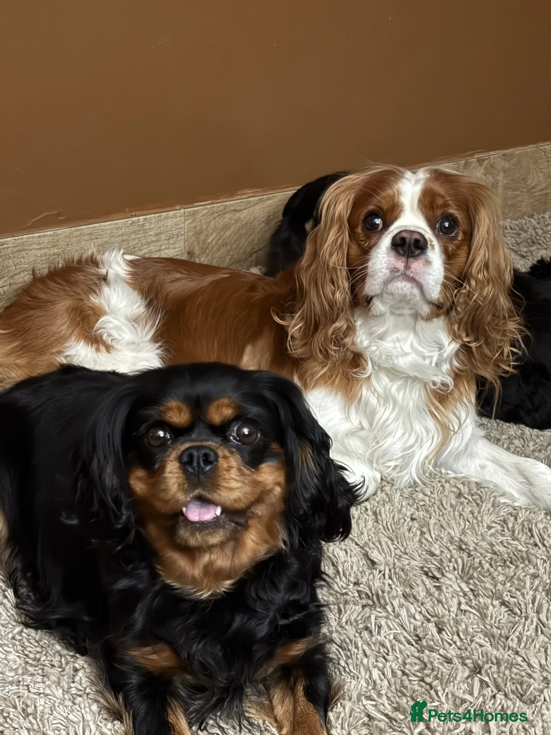Cavalier King Charles Spaniel dogs for sale: Cavalier King Charles Due soon - Advert 1