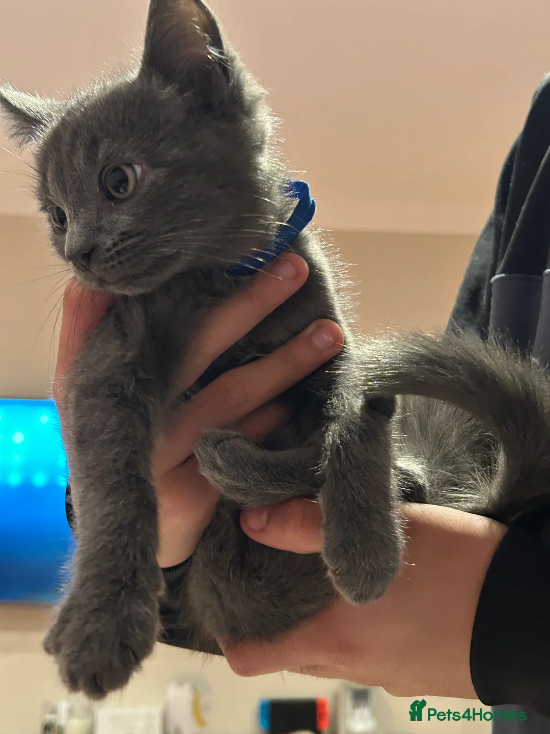 Mixed Breed cats for sale: 5 Adorable Kittens ready for their forever homes - Advert 13