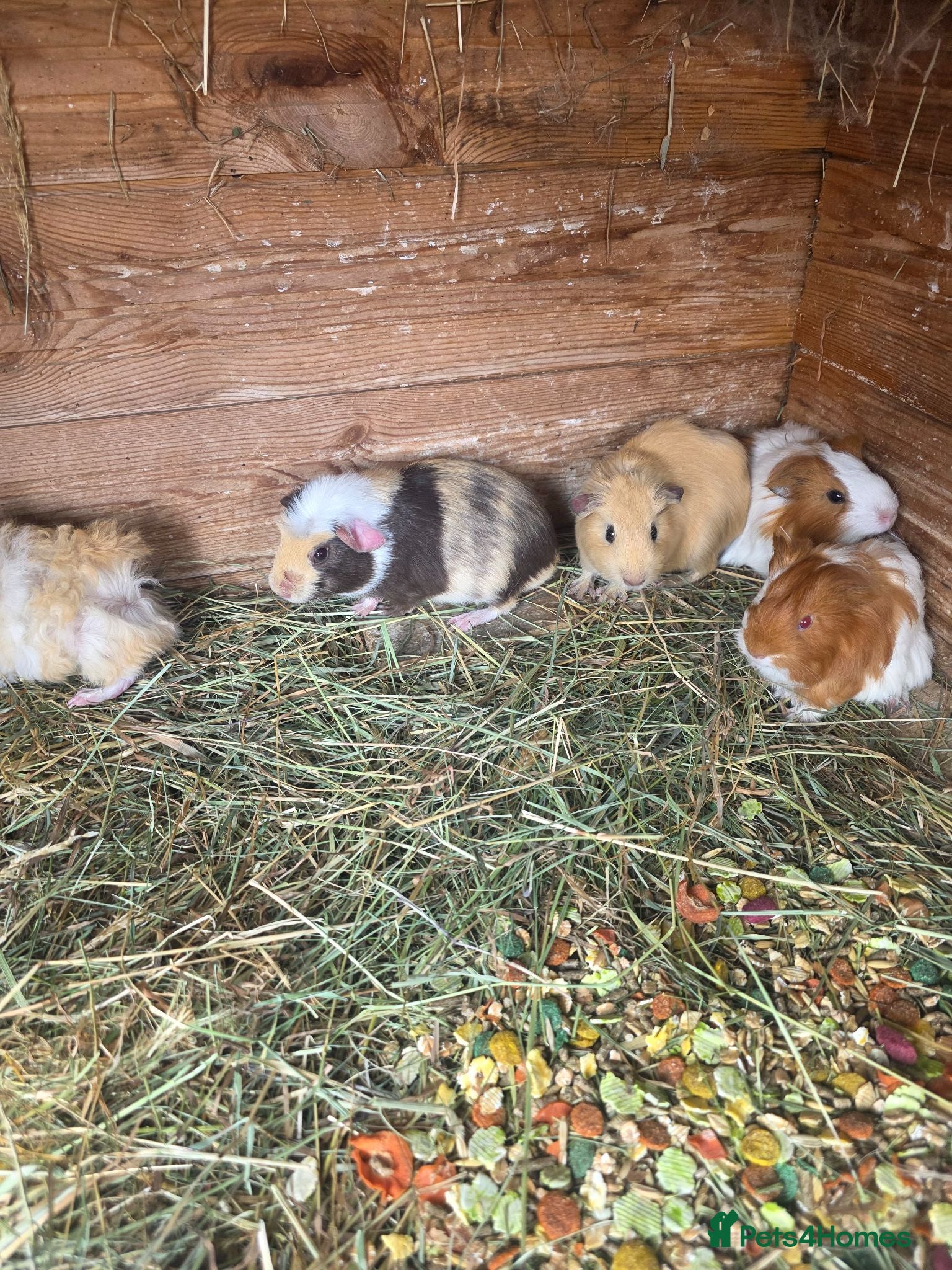 Guinea Pig rodents Male Guinea pigs - Advert 10