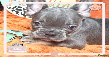 French Bulldog dogs - Advert 10