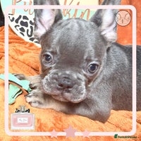French Bulldog dogs - Advert 14