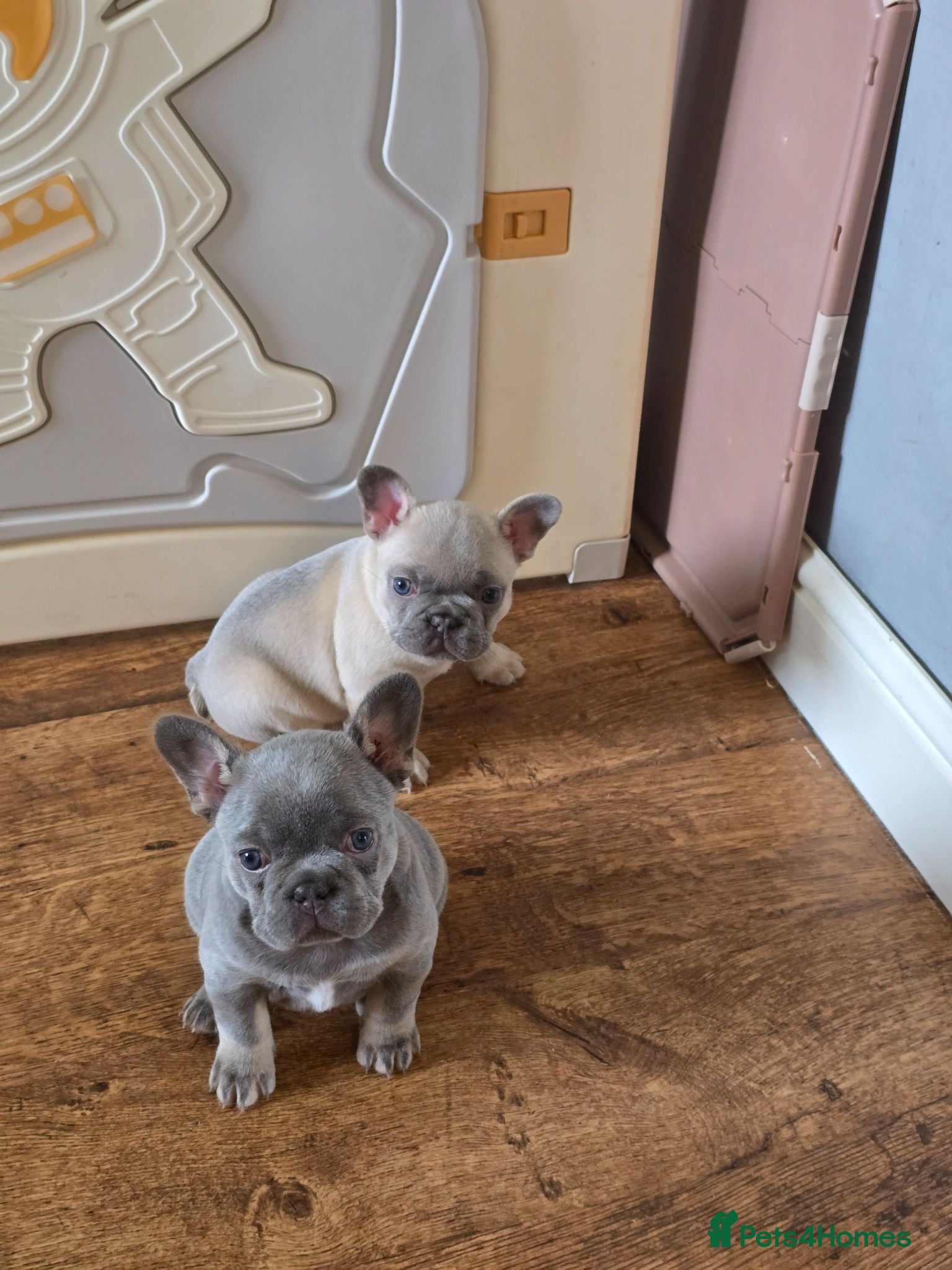 French Bulldog dogs 2 beautiful French bulldogs - Advert 1